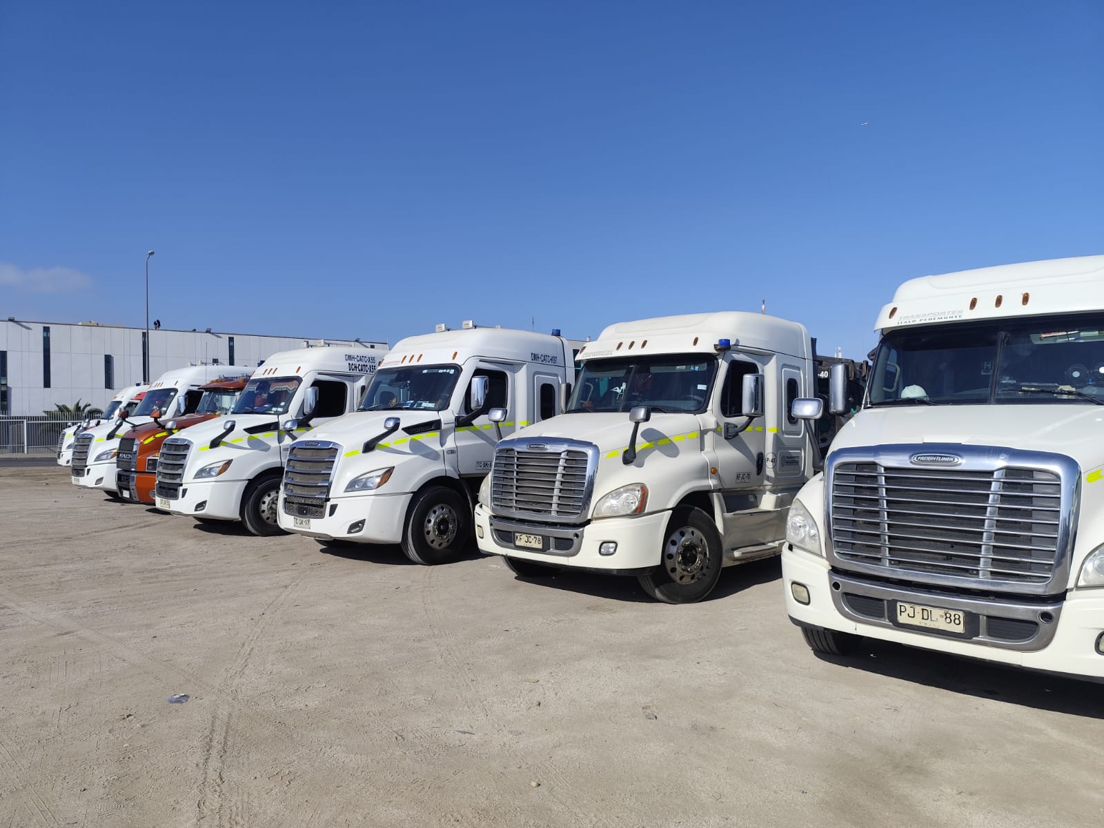 Flota de tractocamiones Freightliner de Transportes Pedemonte alineada